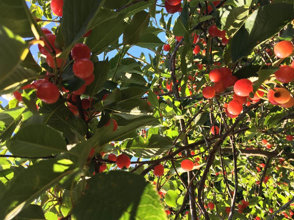 Agriturismo Sant'Agata Piana Degli Albanesi Zewnętrze zdjęcie
